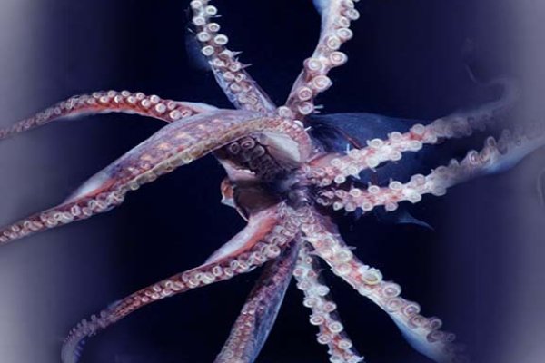 Kraken ссылка на сайт актуальная