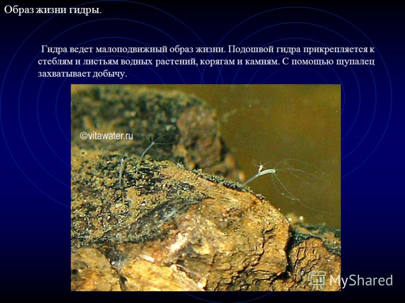 Сайт kraken в tor